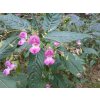 Impatiens 1