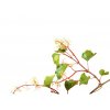 Vine rostlina