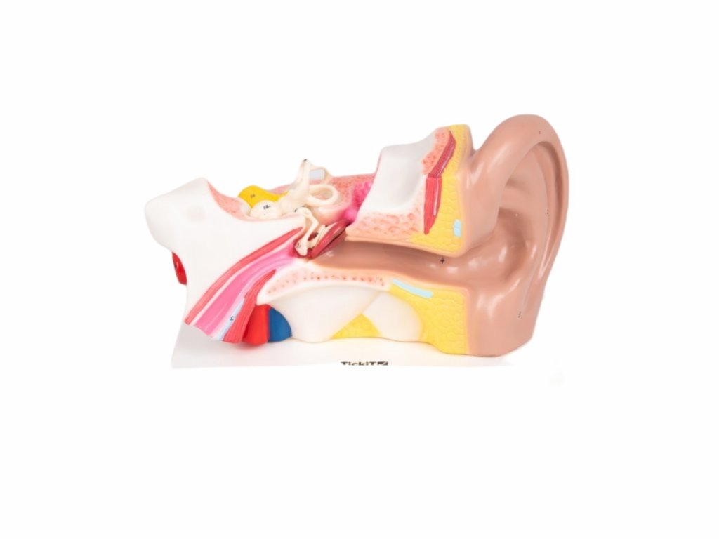 Ľudské ucho (model)