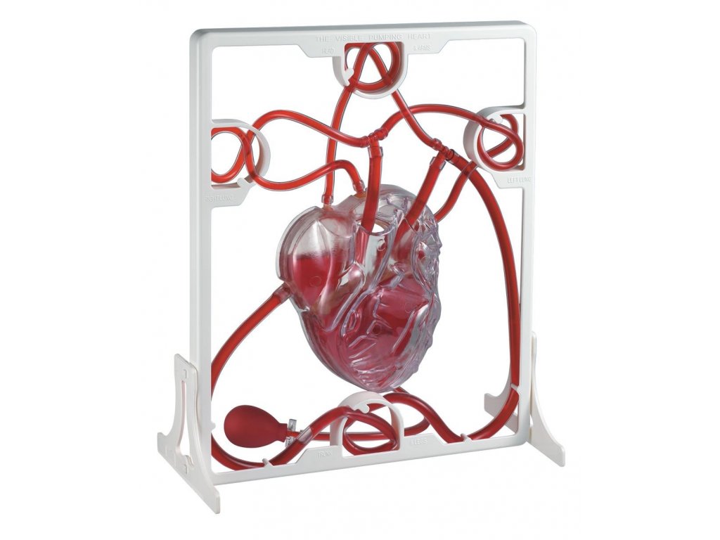 Lidské srdce - Srdeční tep (model)