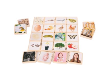 Dřevěné životní cykly (24 ks)