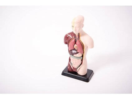 Anatomický set malý (model)