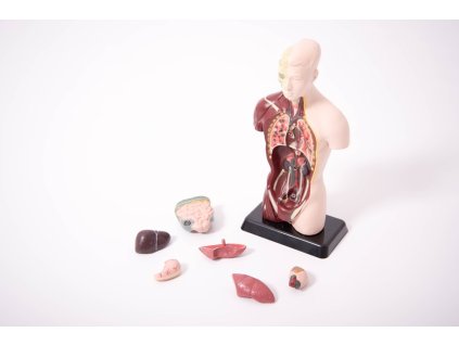 Anatomický set malý (Anatomy set with stand)