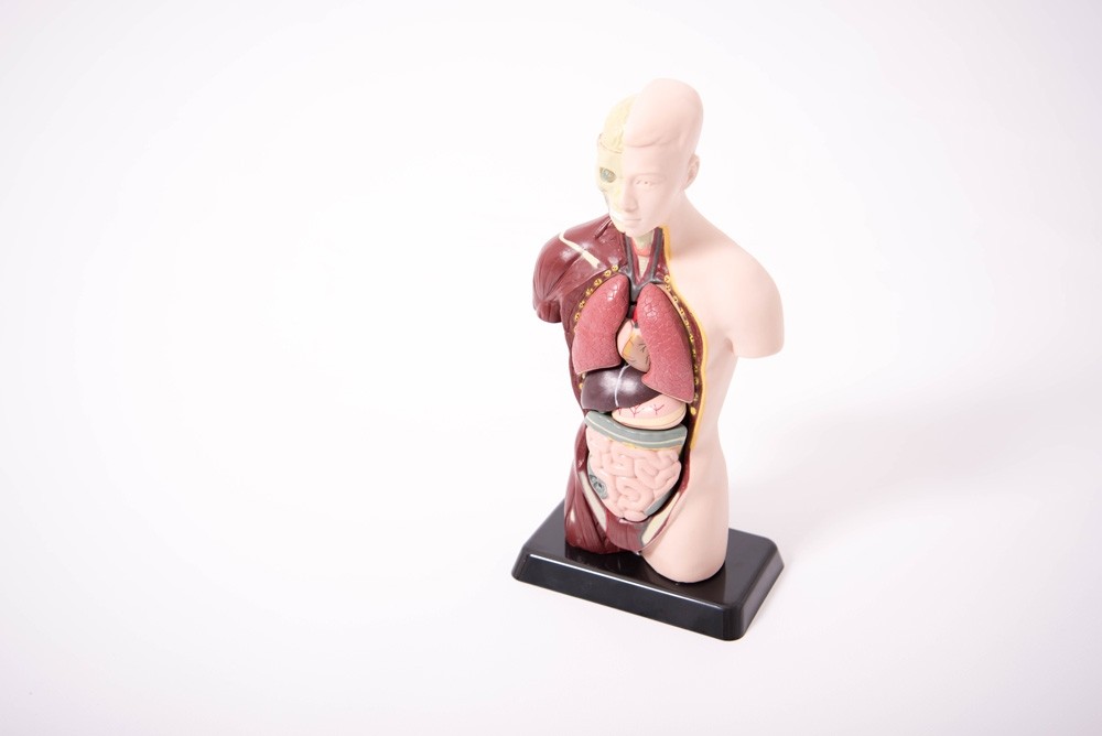 EDU-QI Anatomický set malý (model)