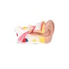 Lidské ucho / Human ear