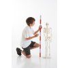 Model kostry 85 cm (model v měřítku 1/2)