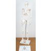 Model kostry 85 cm (model v měřítku 1/2)