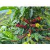 Peru La Mandarina - zrnková káva