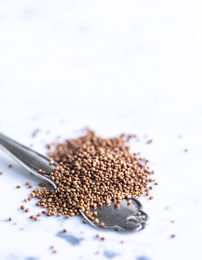 Clover of organic seeds