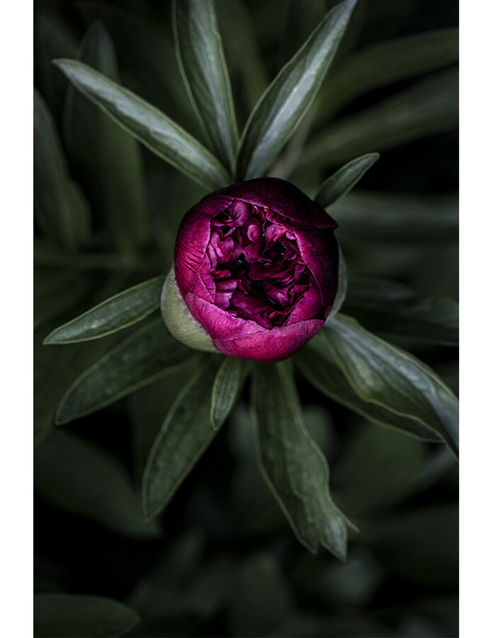 Fotografie "Květ Pivoňky No1"