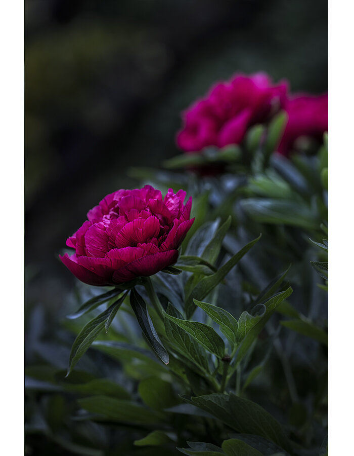 Fotografie "Květ Pivoňky No3"
