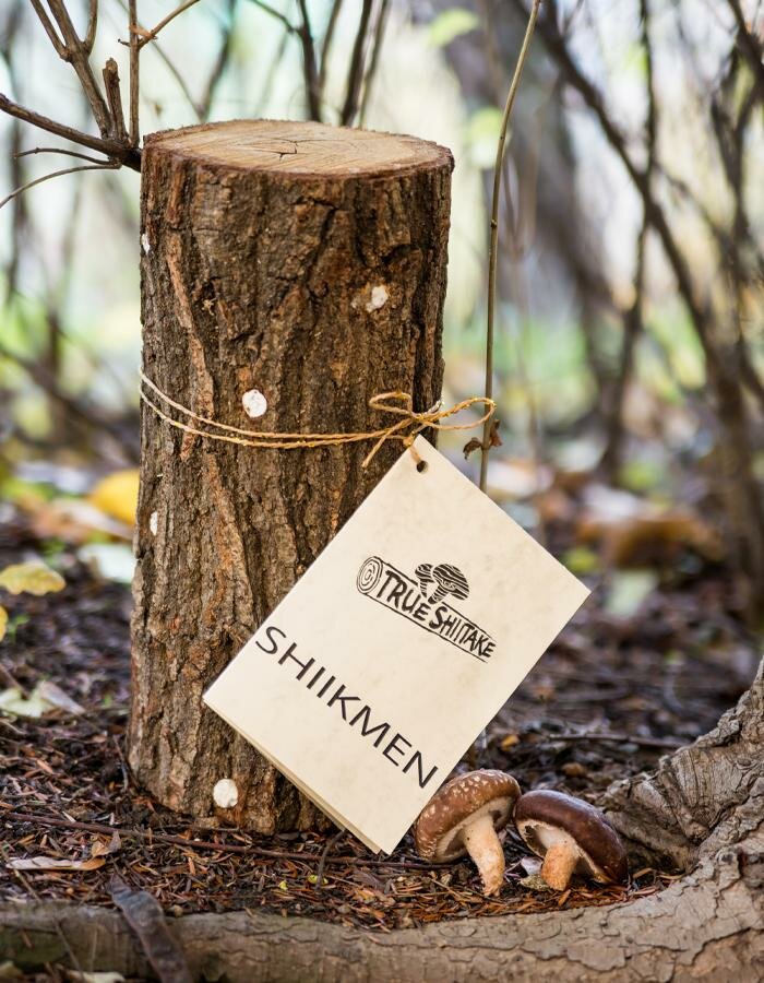 Shiikmen for growing True Shiitake mushrooms, 30 cm