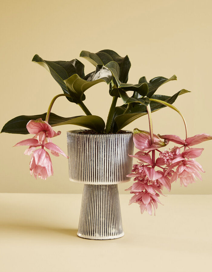 Plinth Pots Beige/Black (set of 2)