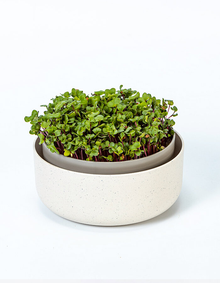 Klíčící miska Microgreens slonová kost s kávovou sedlinou