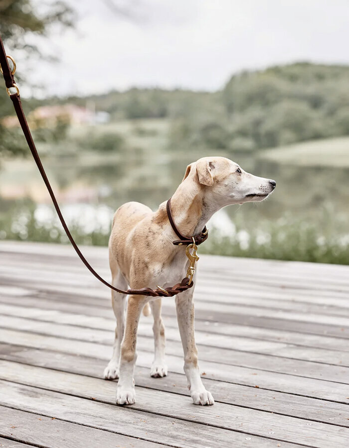 Robin Dog Leash Choco M/L