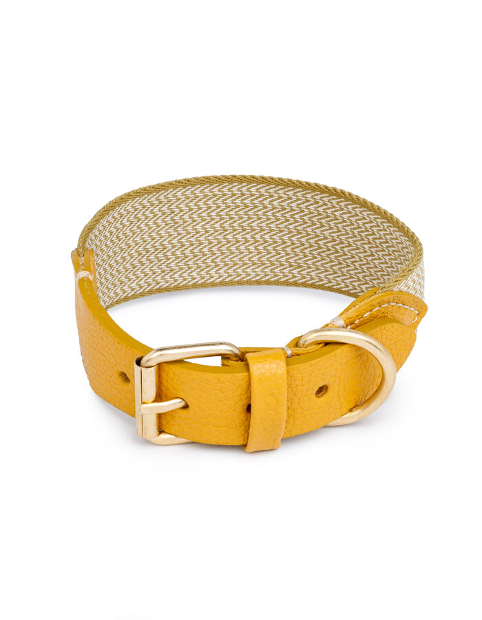 Buddys James yellow collar