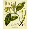 Vanilla pod bio