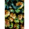 Print "Tuscany"