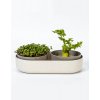 Big Farm Microgreens + Regrow ivory
