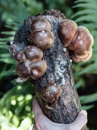 Kdo miluje Shiitake? Přiznejte se. Jenom, že máme SHIIKMENY skladem. A tyhle fotky jsou důkazem, že to zvládnete taky....