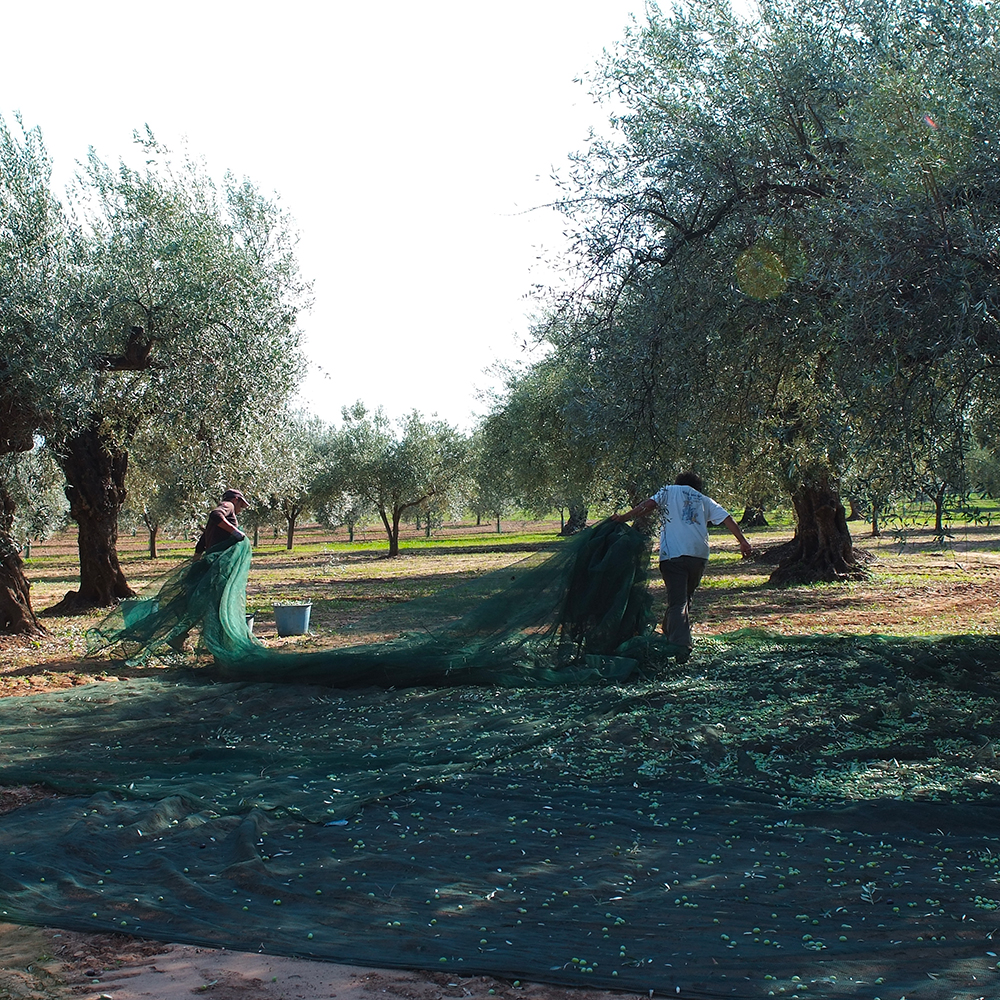 Proč si lidé, kteří řeší kvalitu stravy, vybírají olej Cinque Colli