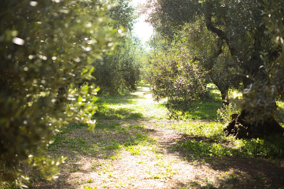 Galantino-alberi-ulivo