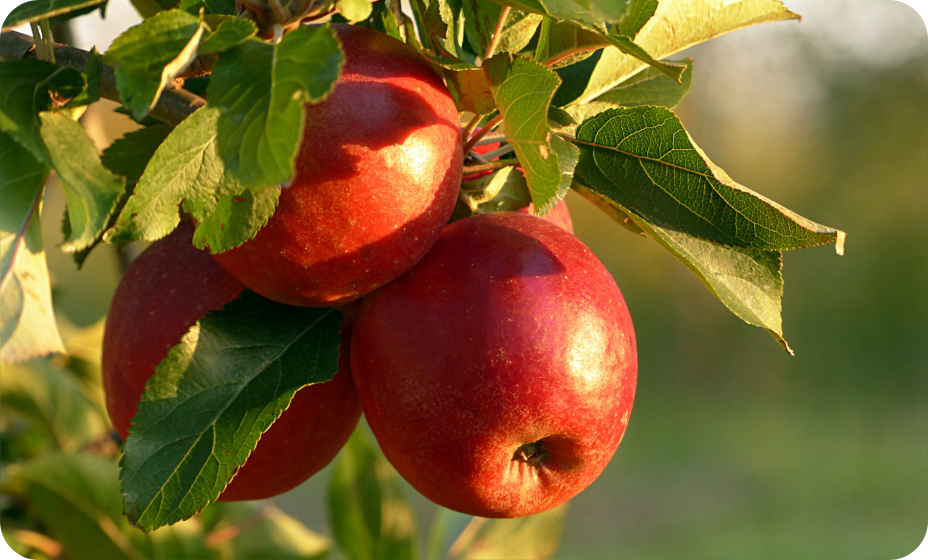 Pořádná úroda jablek
