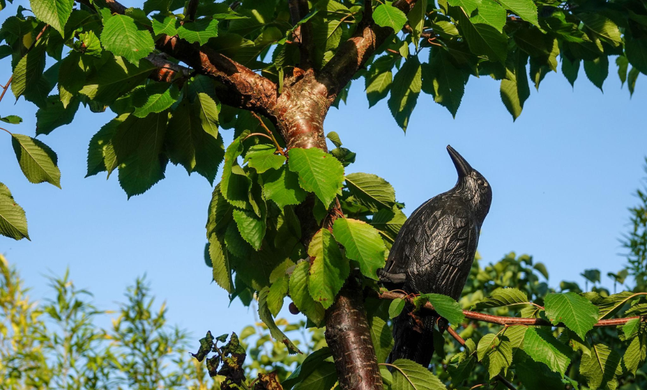 Jak ochránit balkon, okna i zahradu před ptáky (a nepřijít o úrodu)