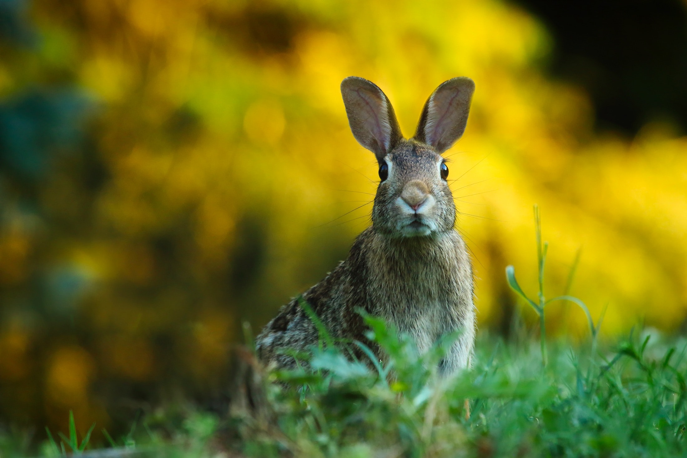 close-up-of-rabbit-on-field-247373