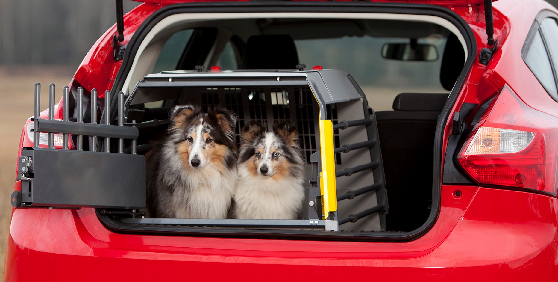 Cestování se psem. Zvykne si vůbec na klec?