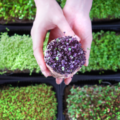 Microgreens