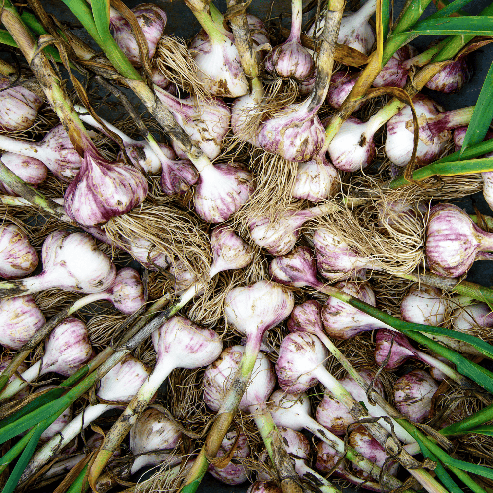 Jak na podzimní výsadbu česneku: Praktický průvodce