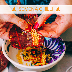 semena chilli, carolina reaper, habanero, jalapeno, tabascobhut jolokia