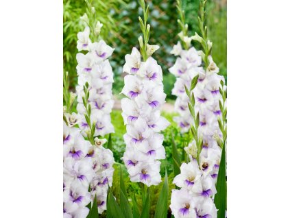 gladiolus aviol mecik