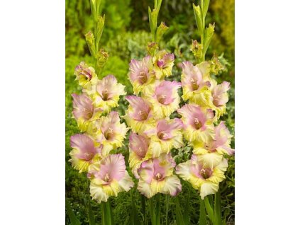 gladiolus mon amour fmecik hliza