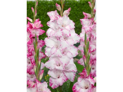 gladiolus my love mecik hliza