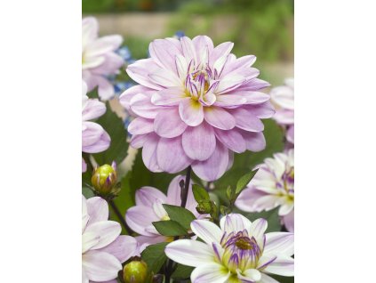 Dahlia Pacific Jewel bulb