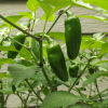 1023 chilli jalapeno semena 10 ks
