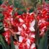 Gladiolus Zizanie mecik hliza