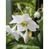 eucharis amazonica