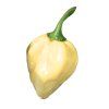 Chilli Habanero White semena 10 ks