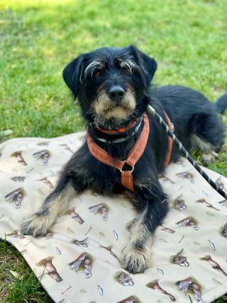 🐾 Mezinárodní den psů 🐾 Dnes je den našich nejvěrnějších kamarádů ❤️. Na chvíli zpomalte, podrbejte je za ušima a buďte s...