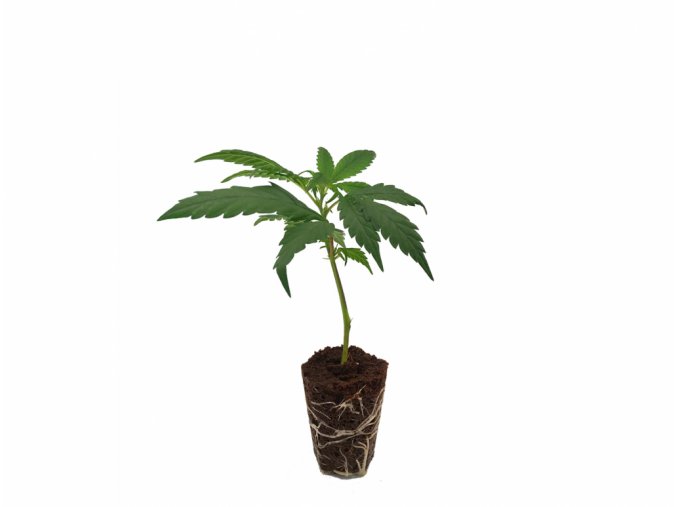 SHC Stecklinge pp Candy Kush 2 4598031e