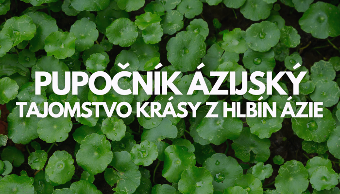 Pupočník ázijský: Tajomstvo krásy z hlbín Ázie