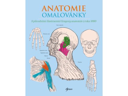 anatomie