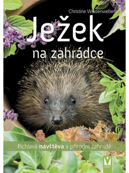 Ježek na zahrádce - Pichlavá návštěva v přírodní zahradě