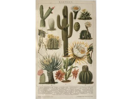 Chromolitografie - Kaktusy