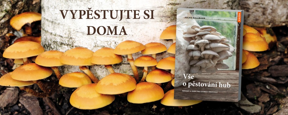 Láká vás pěstovat si doma houby? Zjistěte, jak na to
