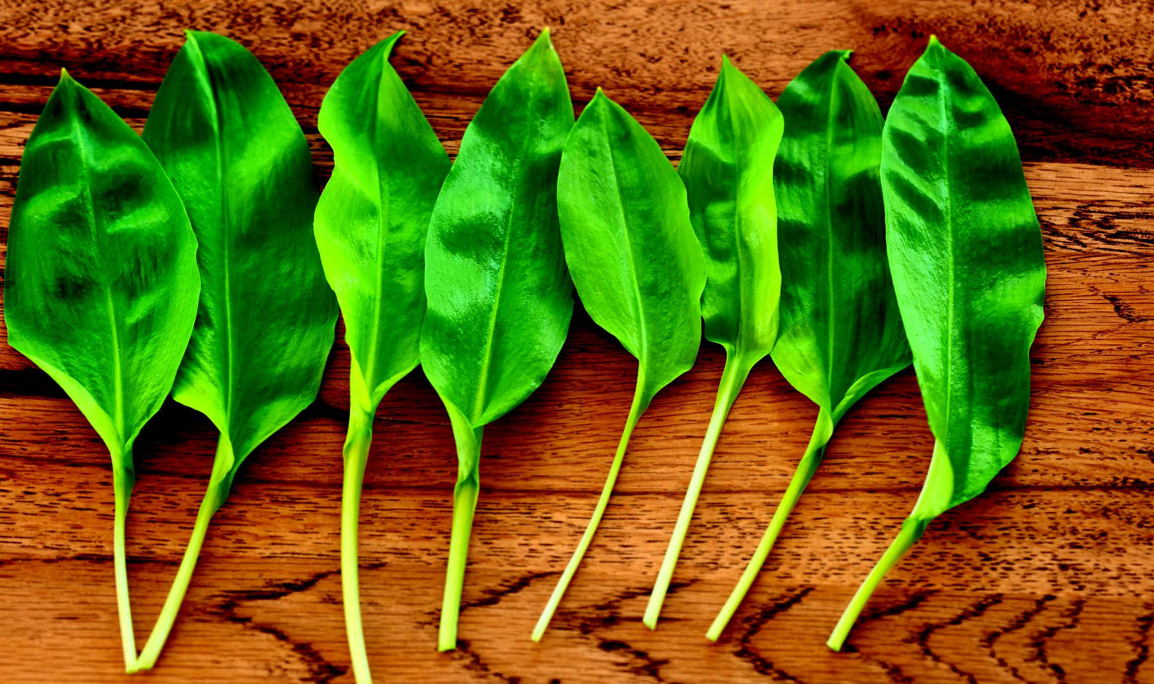 Medvědí síla česneku