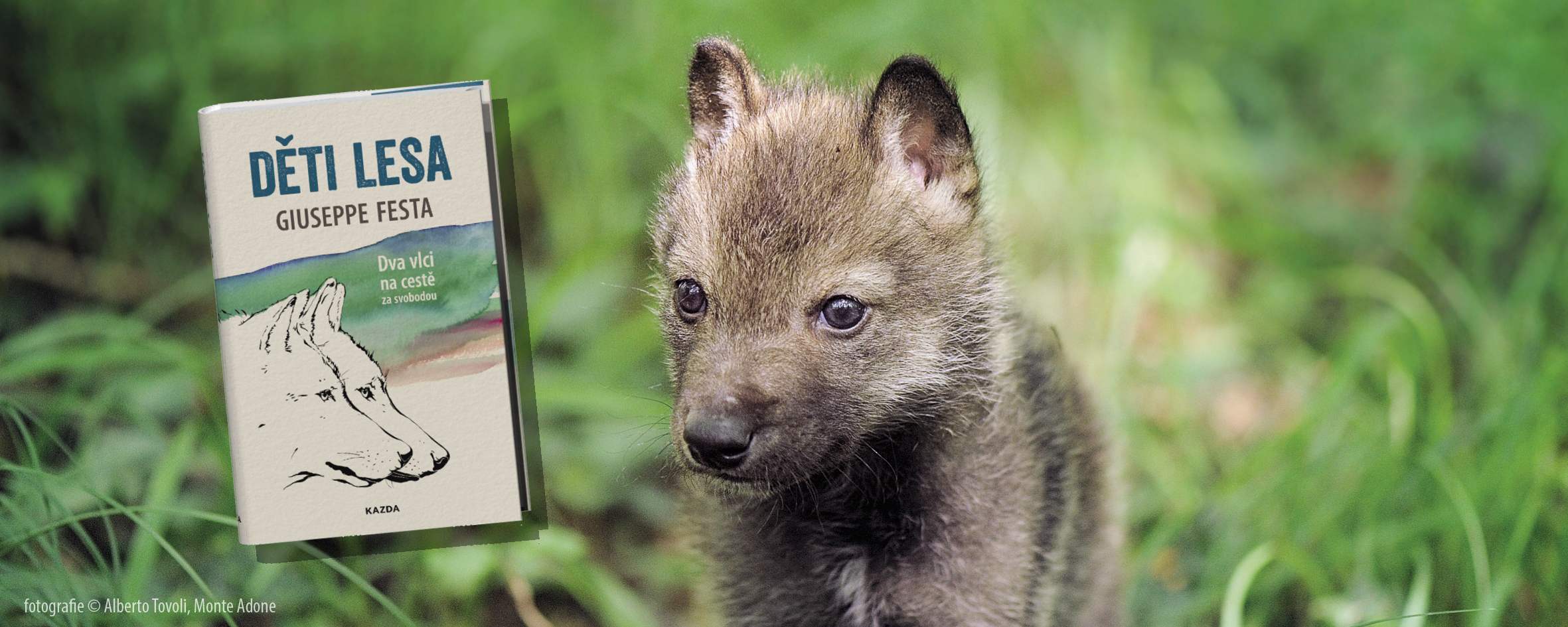 Napínavý reálný příběh dvou nalezených malých vlčat a jejich nové smečky